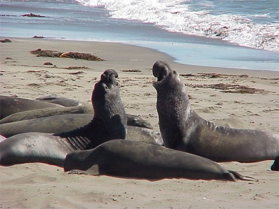 piedras blancas elephant seal rookery